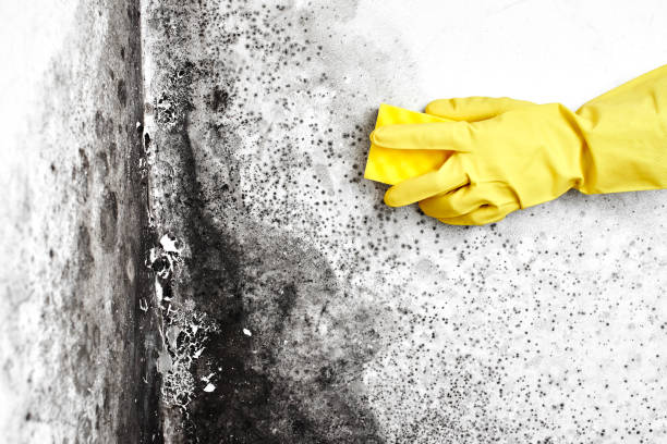 Best Affordable Mold Removal  in Clayton, DE