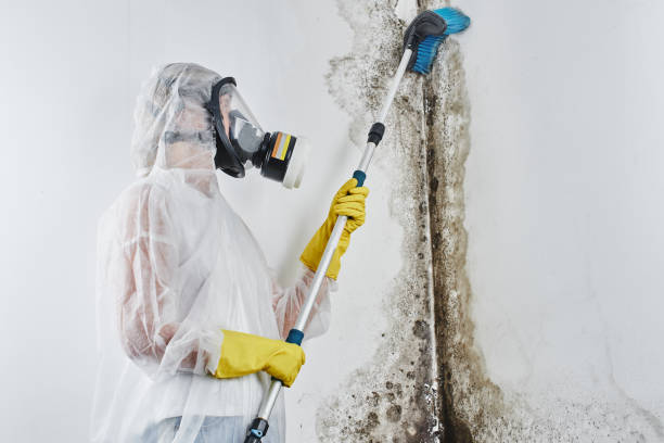 Best Attic Mold Removal  in Clayton, DE