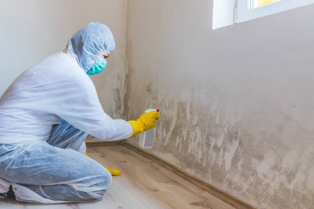 Mold Removal Process in Clayton, DE
