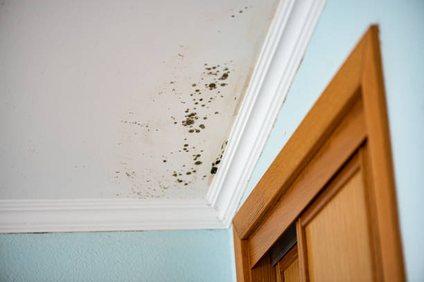 Best Mold Removal Process  in Clayton, DE