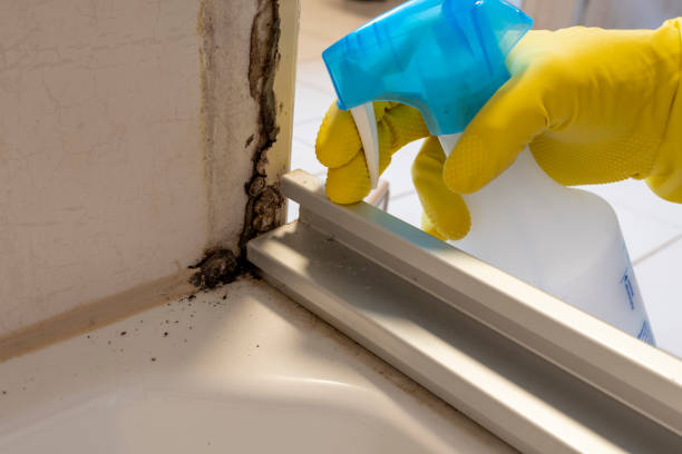 Home Mold Removal in Clayton, DE