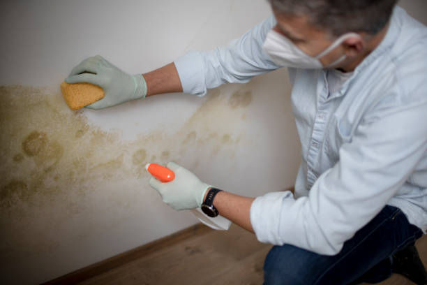Reliable Clayton, DE Mold Removal Solutions