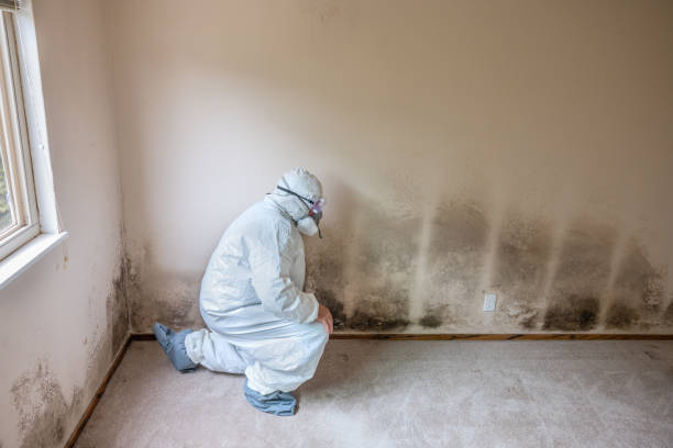 Best Mold Cleaning Services  in Clayton, DE