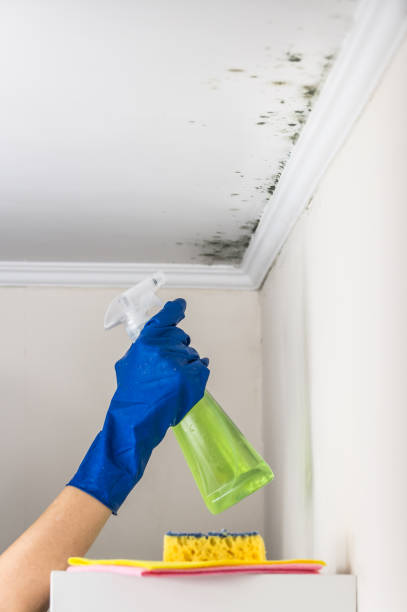 Best Professional Mold Removal  in Clayton, DE